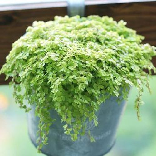 小さい観葉植物を飾ろう おしゃれな種類や水やりと植え替えのコツとは Greensnap グリーンスナップ