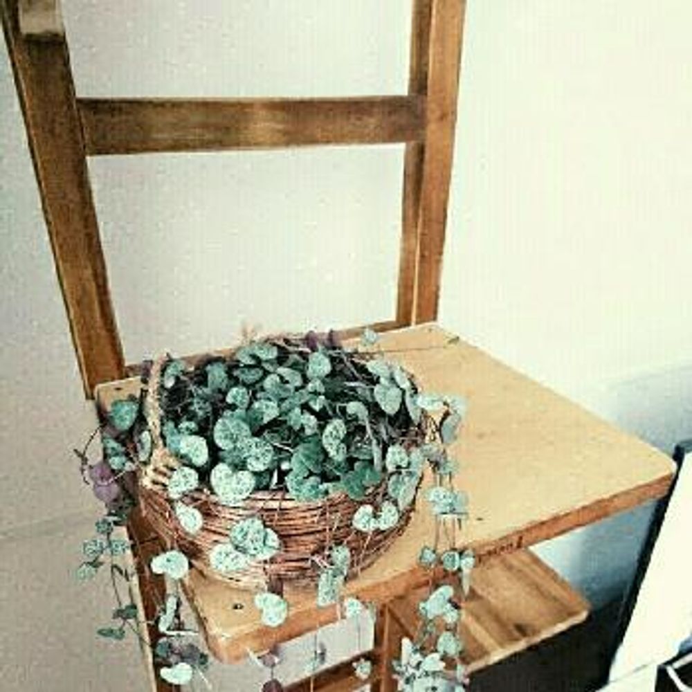 Photo by まこりん村さん@GreenSnap