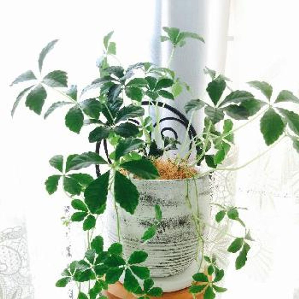 Photo by rururunさん@GreenSnap