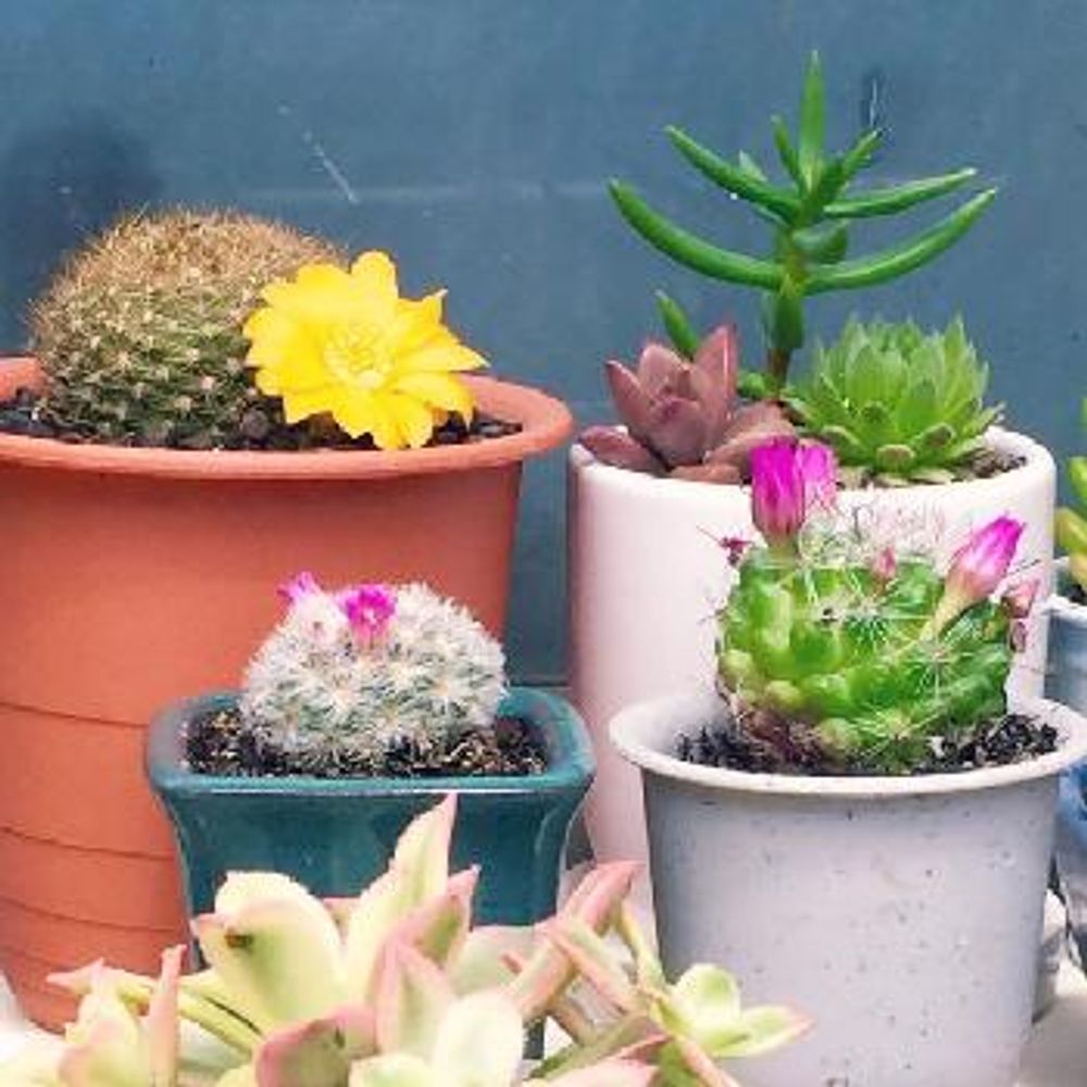 Photo by miuさん@GreenSnap