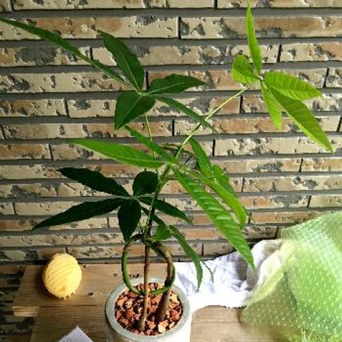 あなたを癒やすシンボルツリーとしての観葉植物｜?GreenSnap 