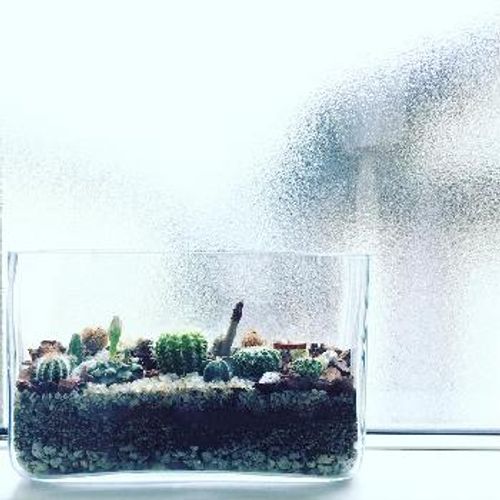 ガラス瓶の中に広がる小宇宙に癒される お部屋でテラリウムを楽しもう Greensnap グリーンスナップ ガラス瓶の中に広がる小宇宙に癒される お部屋でテラリウムを楽しもう Greensnap グリーンスナップ