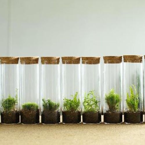 ガラス瓶の中に広がる小宇宙に癒される お部屋でテラリウムを楽しもう Greensnap グリーンスナップ