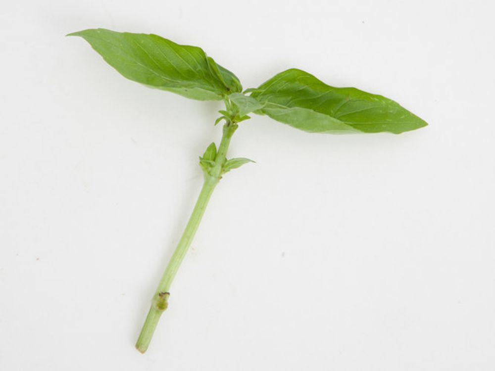 バジル 挿し木 挿し穂