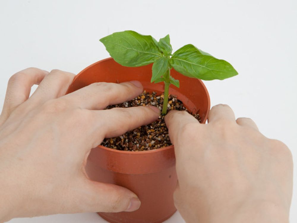 バジル 挿し木 挿し穂