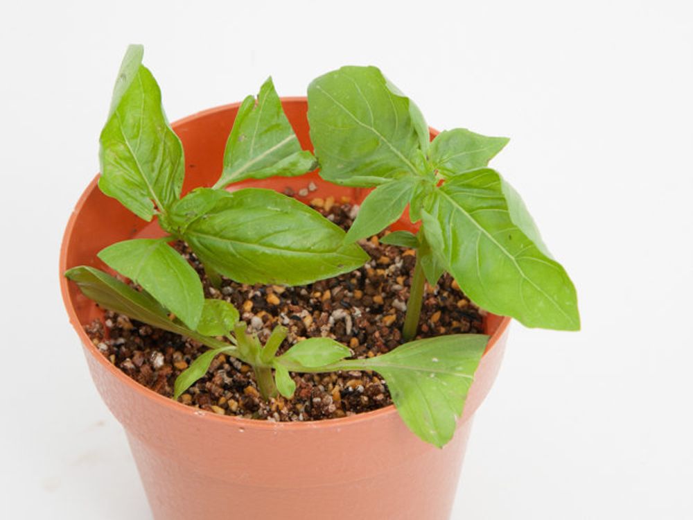 バジル 挿し木 挿し穂