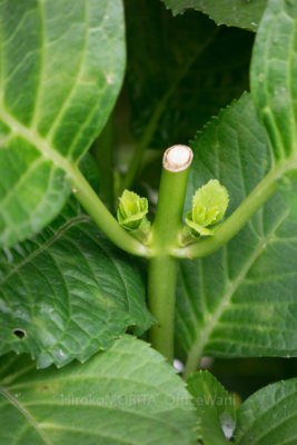 紫陽花 アジサイ の花が終わったら 花後は剪定をすべし Greensnap グリーンスナップ