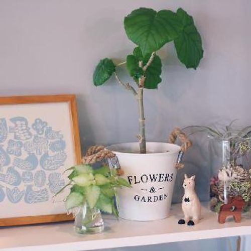 ハートの葉っぱの観葉植物 ウンベラータとは Greensnap グリーンスナップ