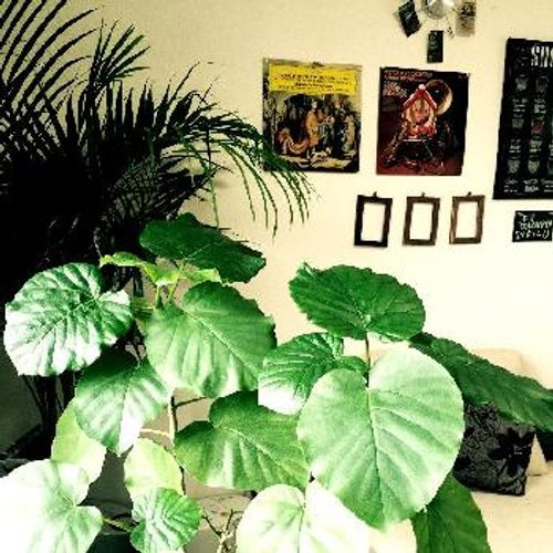 ハートの葉っぱの観葉植物 ウンベラータとは Greensnap グリーンスナップ