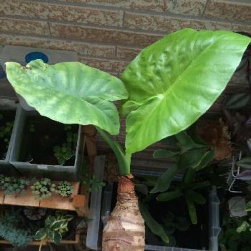 大人気 イモ科の観葉植物 Greensnap グリーンスナップ