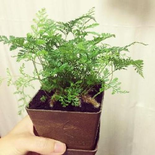 観葉植物のシノブについて｜?GreenSnap（グリーンスナップ）