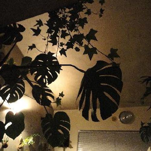 育てやすい大きい観葉植物 Greensnap グリーンスナップ