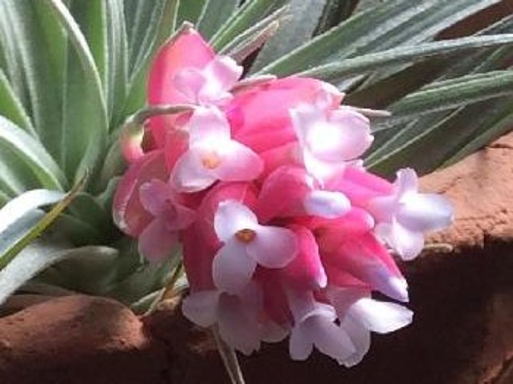 エアプランツ チランジア ピンクの花