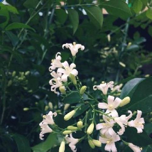 白い花が咲く観葉植物の種類 Greensnap グリーンスナップ