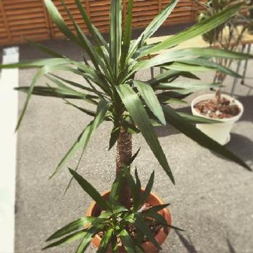 室外でもokな観葉植物って Greensnap グリーンスナップ