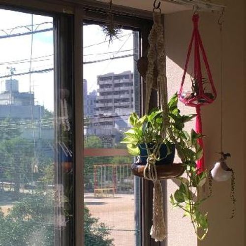 クーラーは観葉植物の敵 冷房をつけるときの育てるコツは Greensnap グリーンスナップ