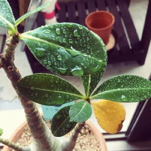クーラーは観葉植物の敵 冷房をつけるときの育てるコツは Greensnap グリーンスナップ クーラーは観葉植物の敵 冷房をつけるときの育てるコツは Greensnap グリーンスナップ