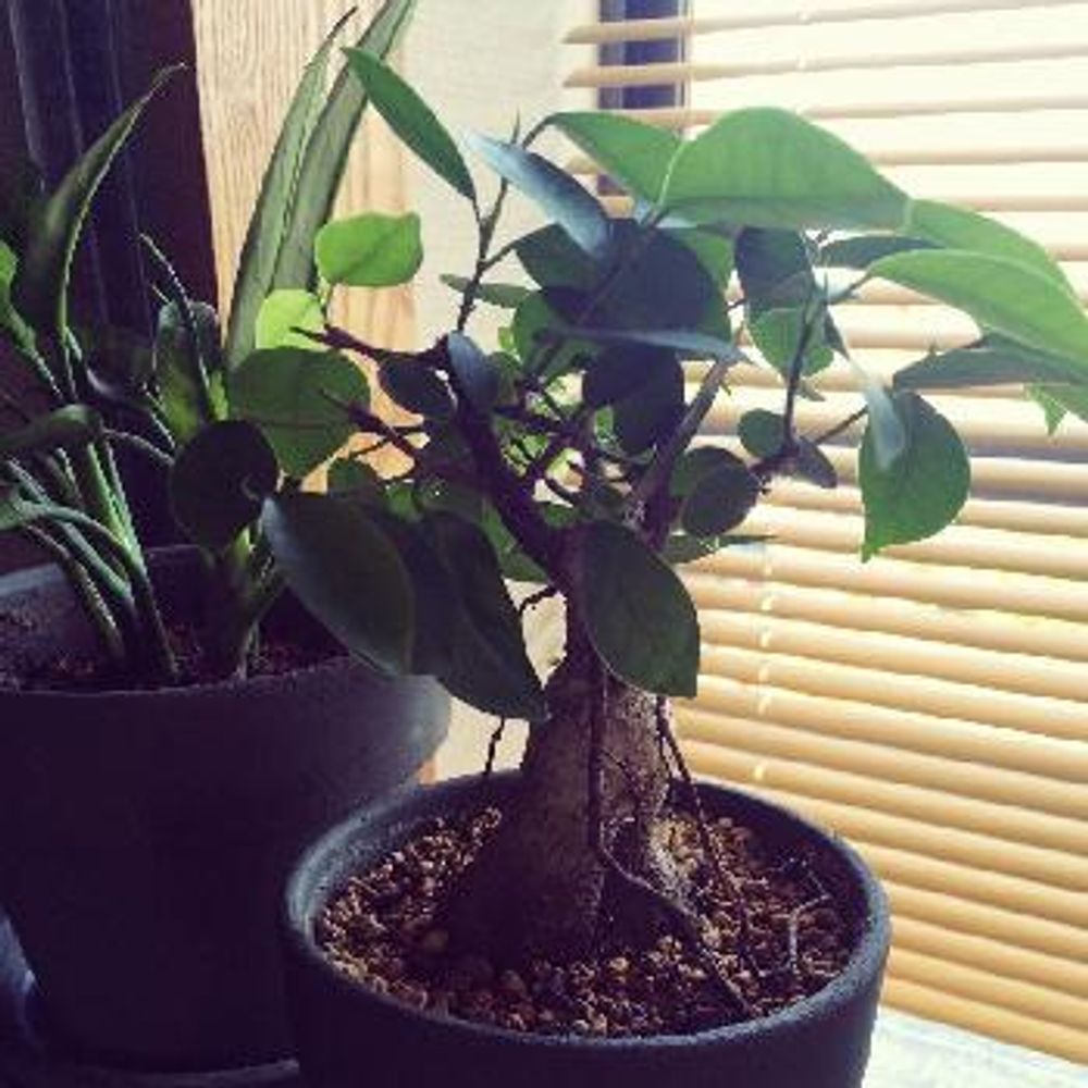 Photo by ヨースケさん@GreenSnap