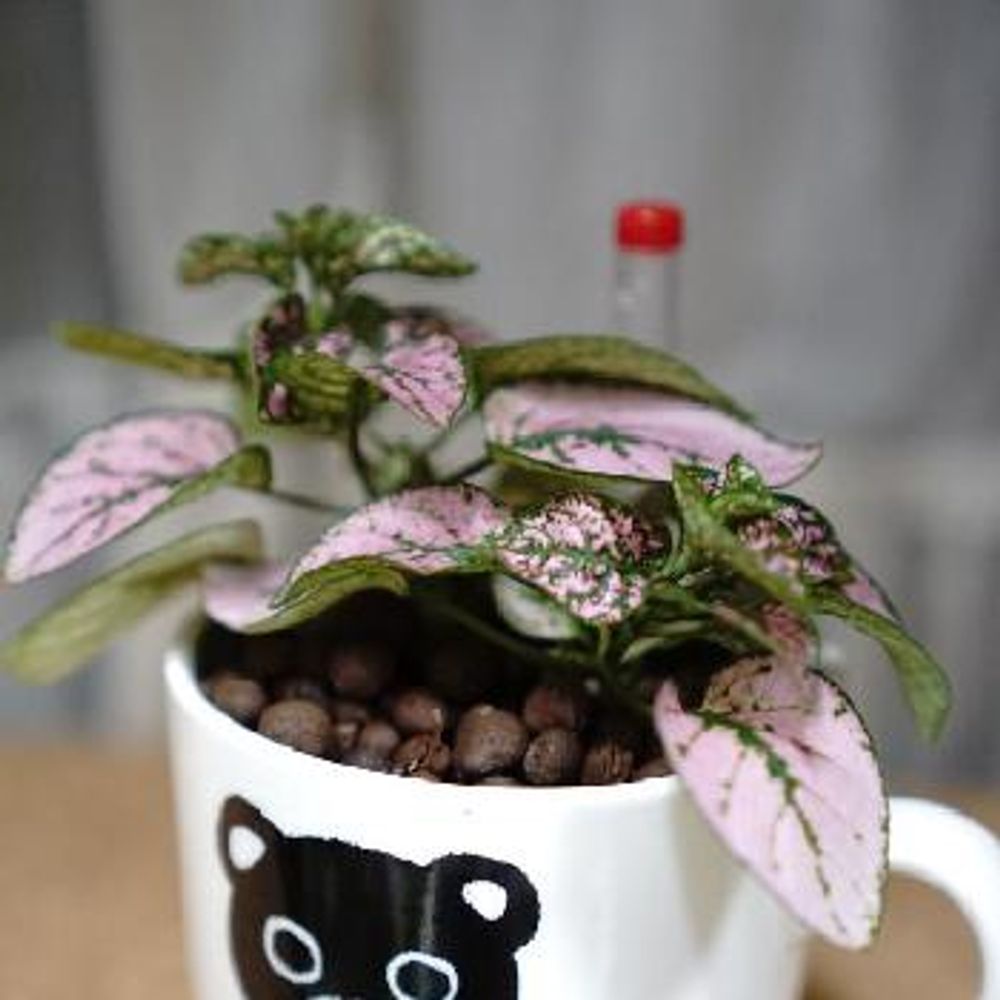 Photo by yui(°Д°)さん@GreenSnap