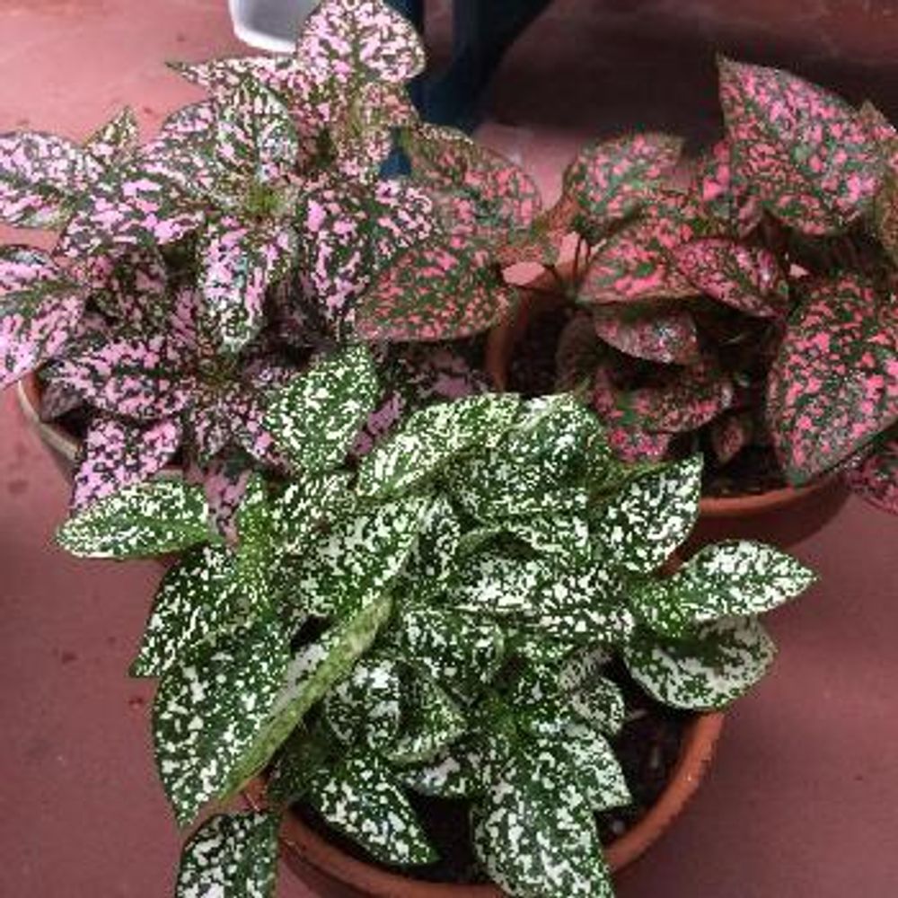 Photo by 小鶴さん@GreenSnap