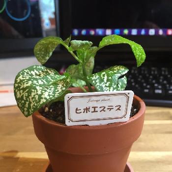 ピンクの葉っぱがかわいい観葉植物とは Greensnap グリーンスナップ