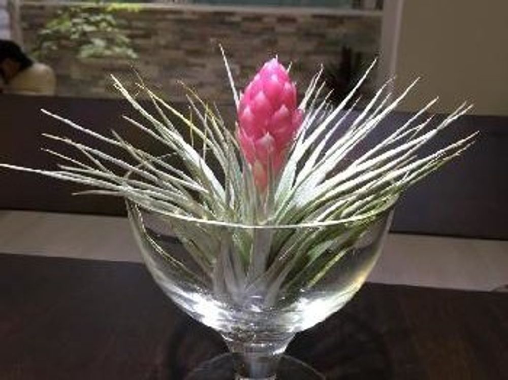 エアプランツ チランジア 花