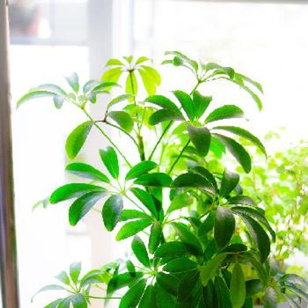 カポック（シェフレラ）