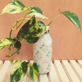 大人気 イモ科の観葉植物 Greensnap グリーンスナップ