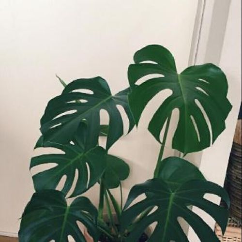 大きな葉っぱが特徴的な観葉植物 Greensnap グリーンスナップ