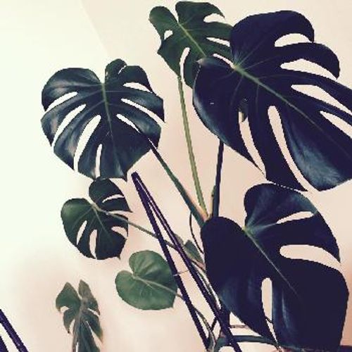 大きな葉っぱが特徴的な観葉植物 Greensnap グリーンスナップ