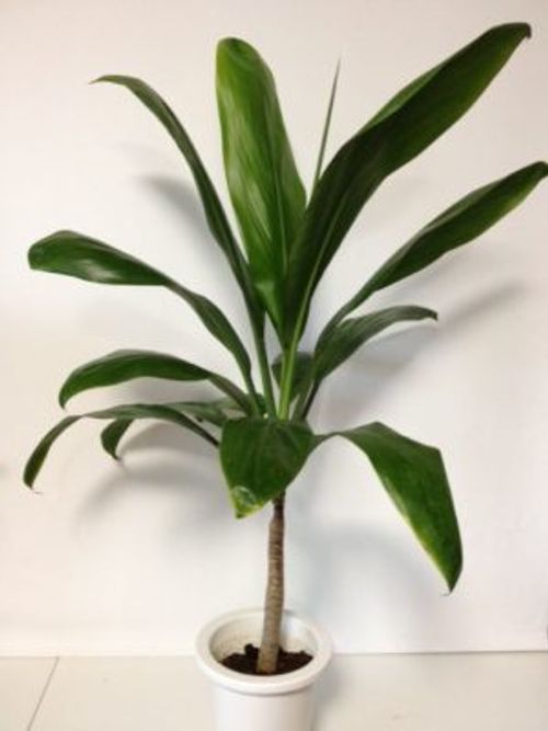 まるで気分は南国 南洋植物ティーリーフを育てよう Greensnap グリーンスナップ まるで気分は南国 南洋植物ティーリーフを育てよう Greensnap グリーンスナップ