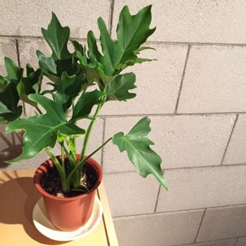 大人気 イモ科の観葉植物 Greensnap グリーンスナップ