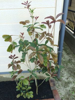 観葉植物の液肥の使い方を徹底解説 Greensnap グリーンスナップ