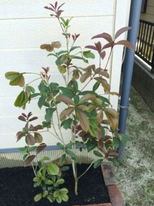 観葉植物の液肥の使い方を徹底解説 Greensnap グリーンスナップ