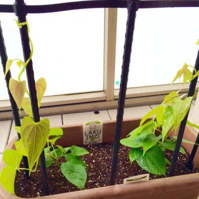 添え木が必要な観葉植物は Greensnap グリーンスナップ