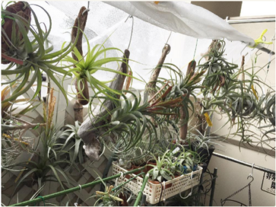 スクリーンショット 2016-09-25 8.13.26