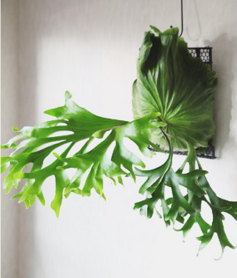 スクリーンショット 2016-09-25 13.19.49