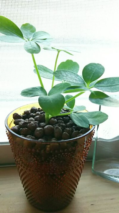 観葉植物をハイドロカルチャーで育ててみよう Greensnap グリーンスナップ