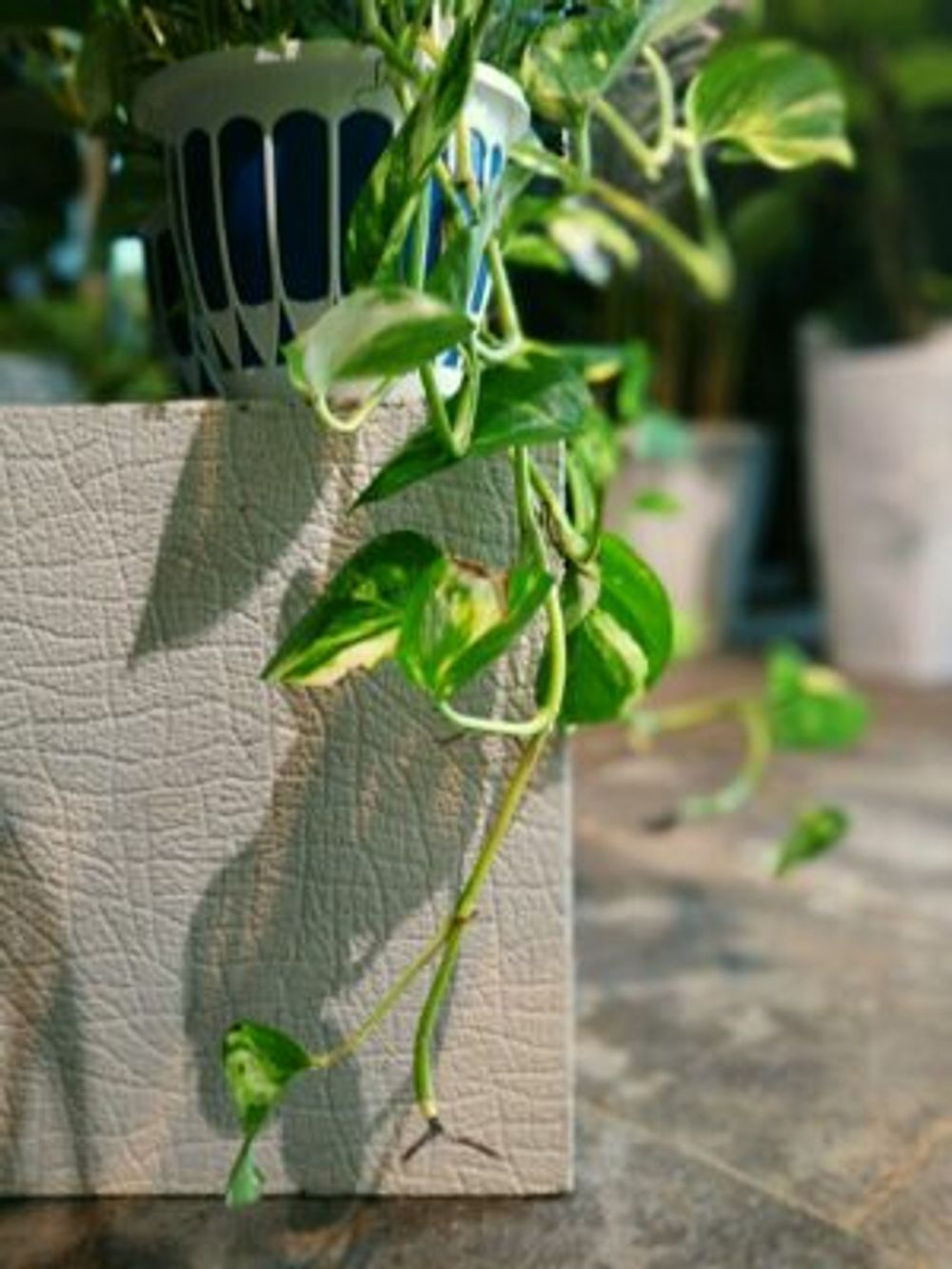 Photo by tsuboikaenさん@GreenSnap