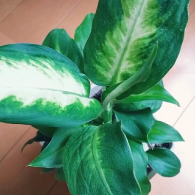 ディフェンバキアカミーラはどんな観葉植物 Greensnap グリーンスナップ