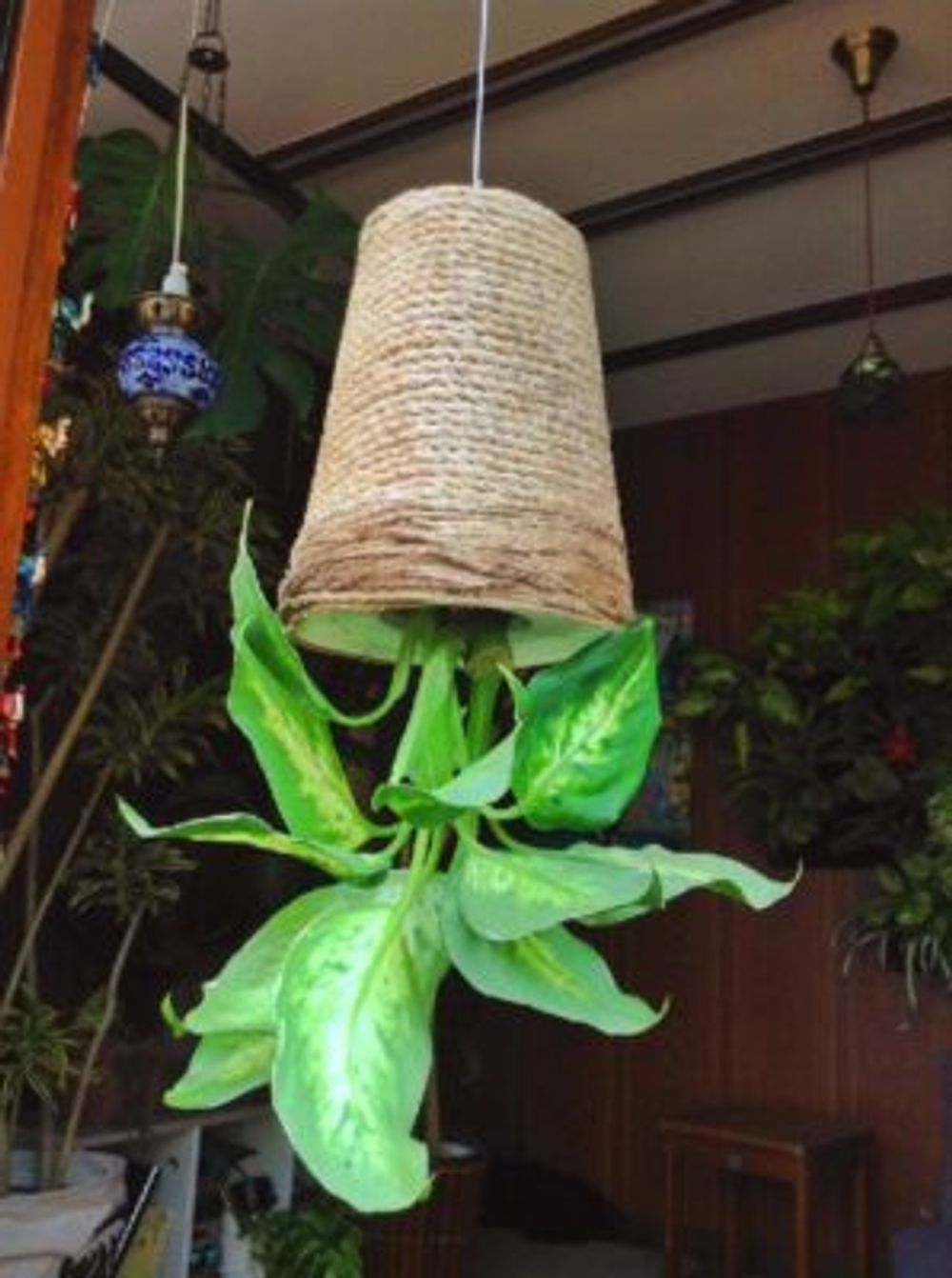 Photo by キャライアマリーさん@GreenSnap 