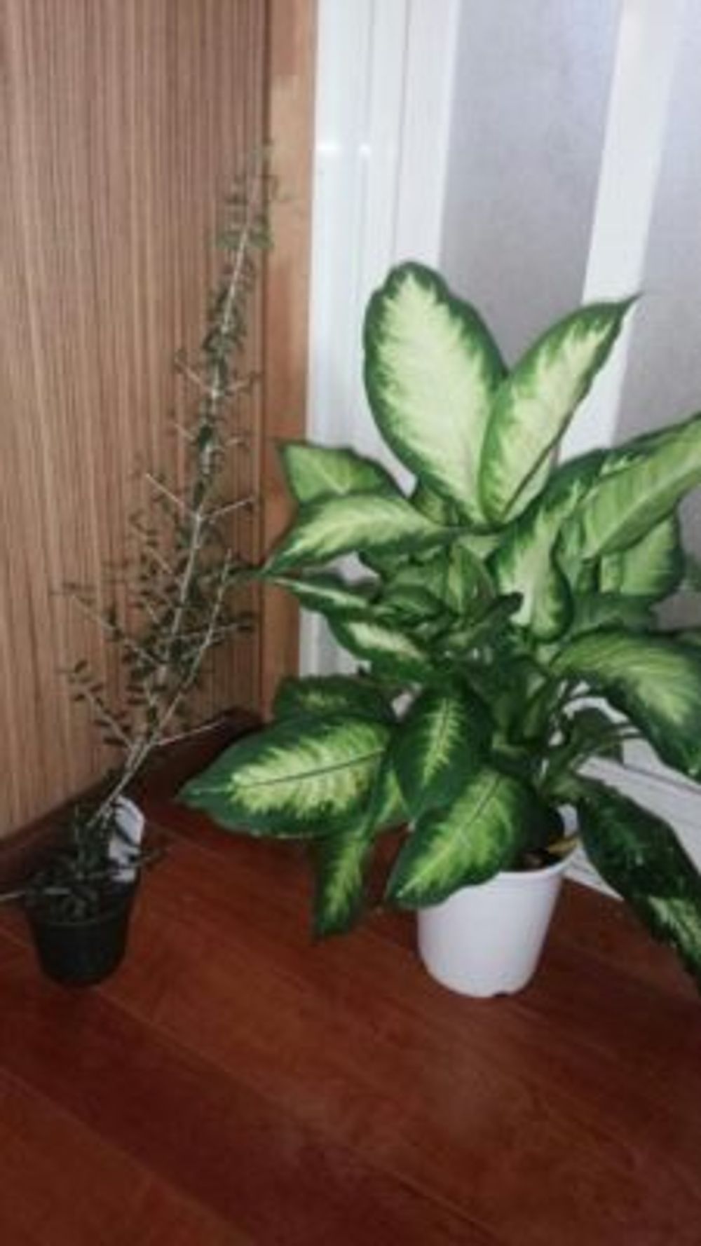 Photo byエリー さん@GreenSnap 