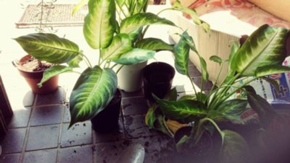 Photo by エリーさん@GreenSnap 