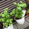 ハーブを観葉植物として育ててみよう!の画像
