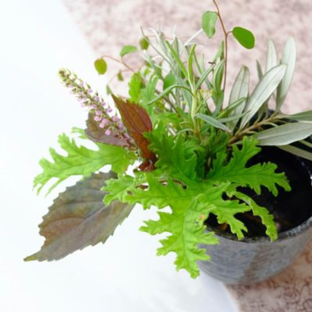 Photo by ハルヒツジさん@GreenSnap