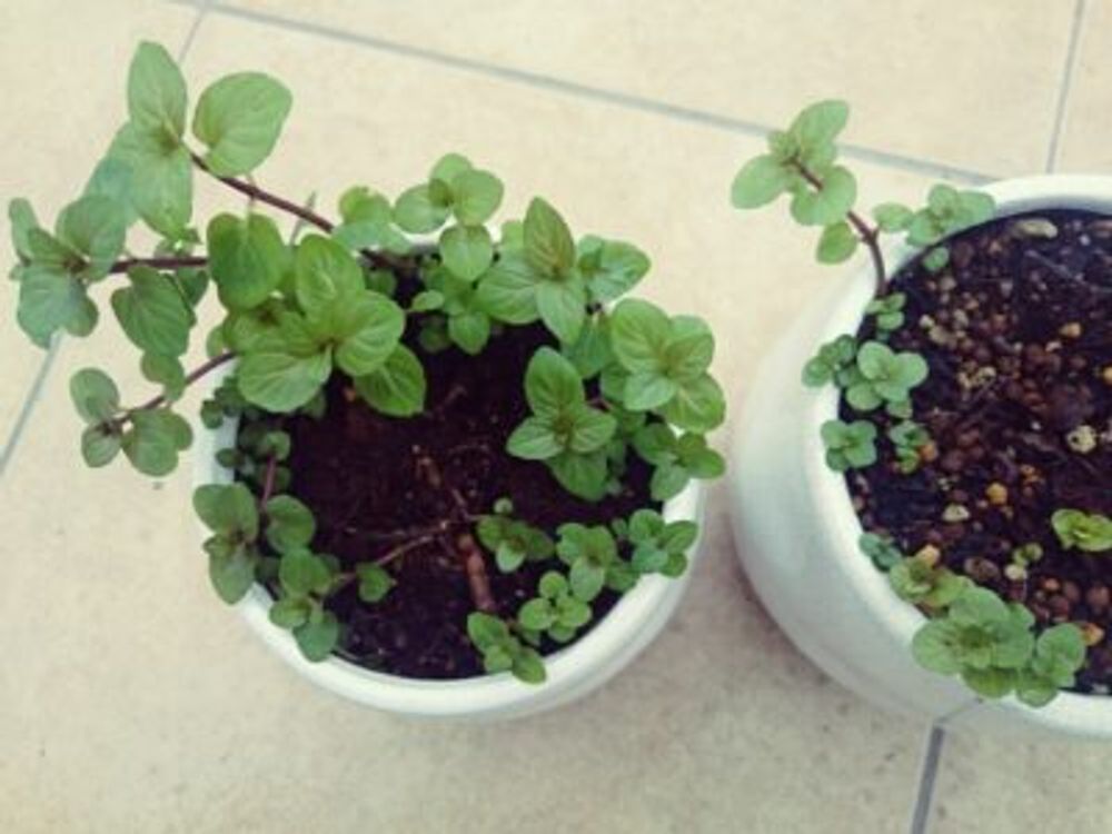 Photo by whiteさん@GreenSnap