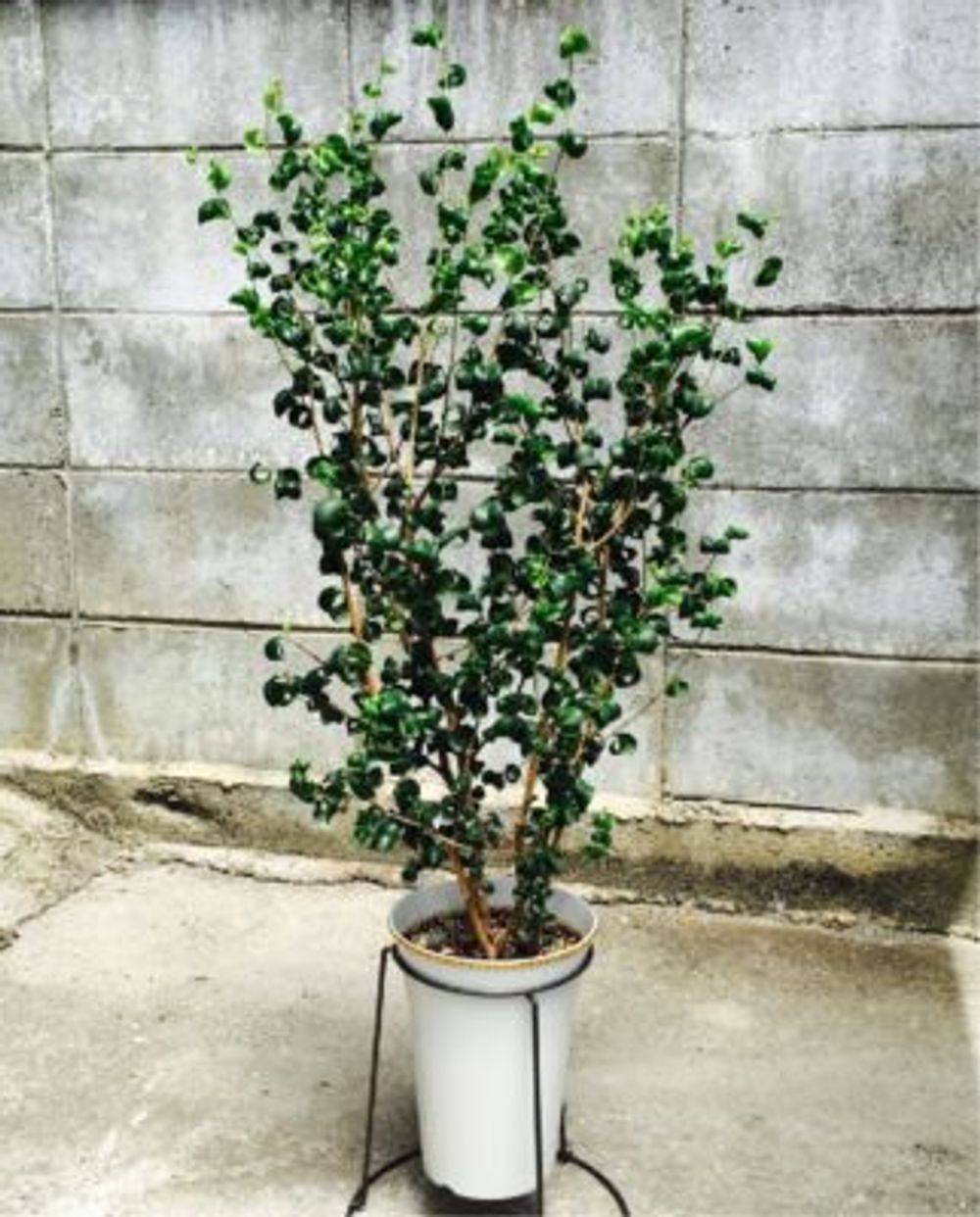 Photo by teddy75さん@GreenSnap