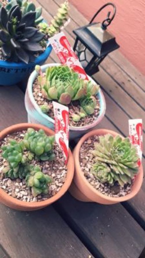 購入した観葉植物を配送するには Greensnap グリーンスナップ 購入した観葉植物を配送するには Greensnap グリーンスナップ