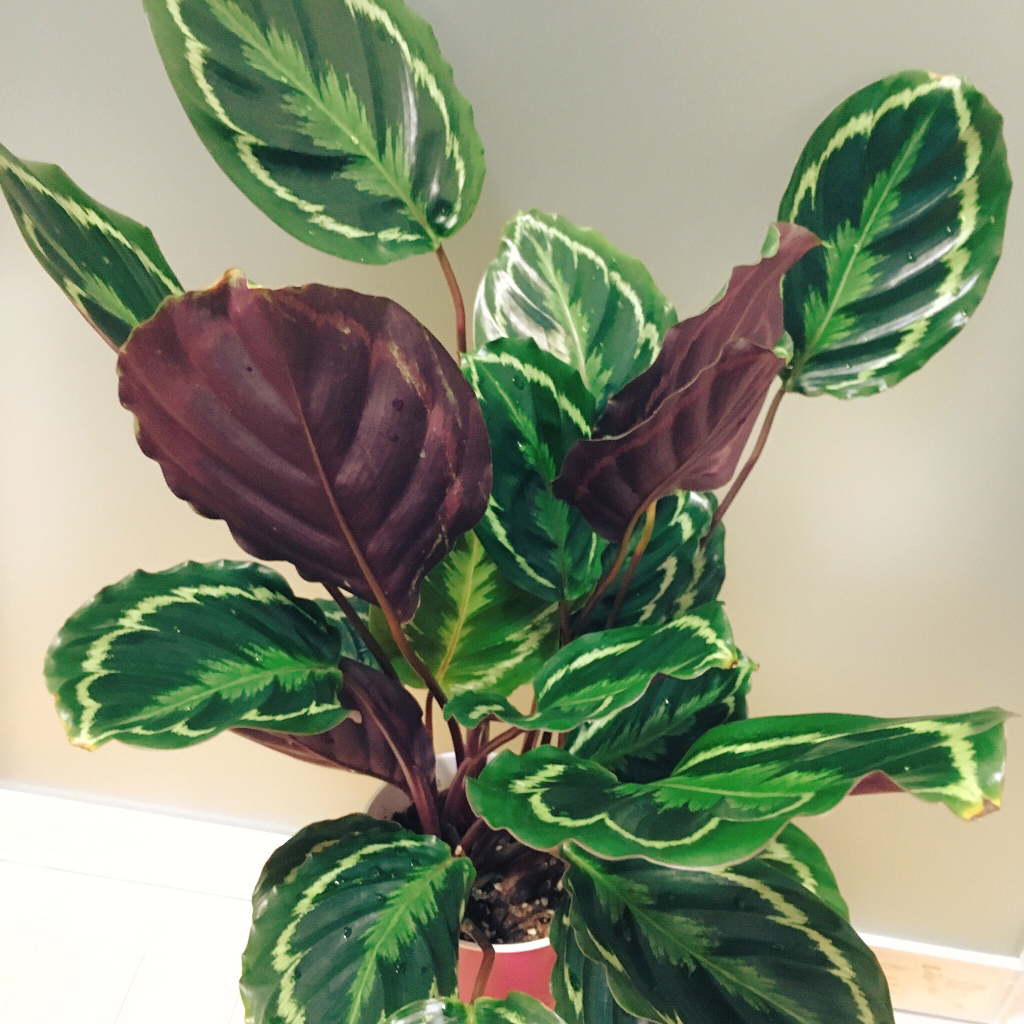 一度は見てみたい!希少な観葉植物|🍀GreenSnap(グリーンスナップ) 一度は見てみたい!希少な観葉植物|🍀GreenSnap(グリーンスナップ)