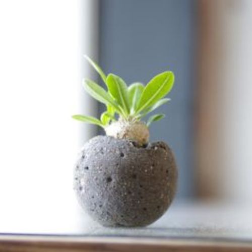 観葉植物を入れる容器もおしゃれに Greensnap グリーンスナップ